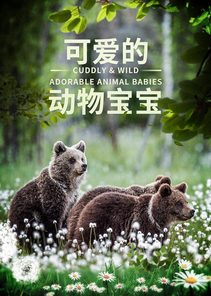 可爱的动物宝宝