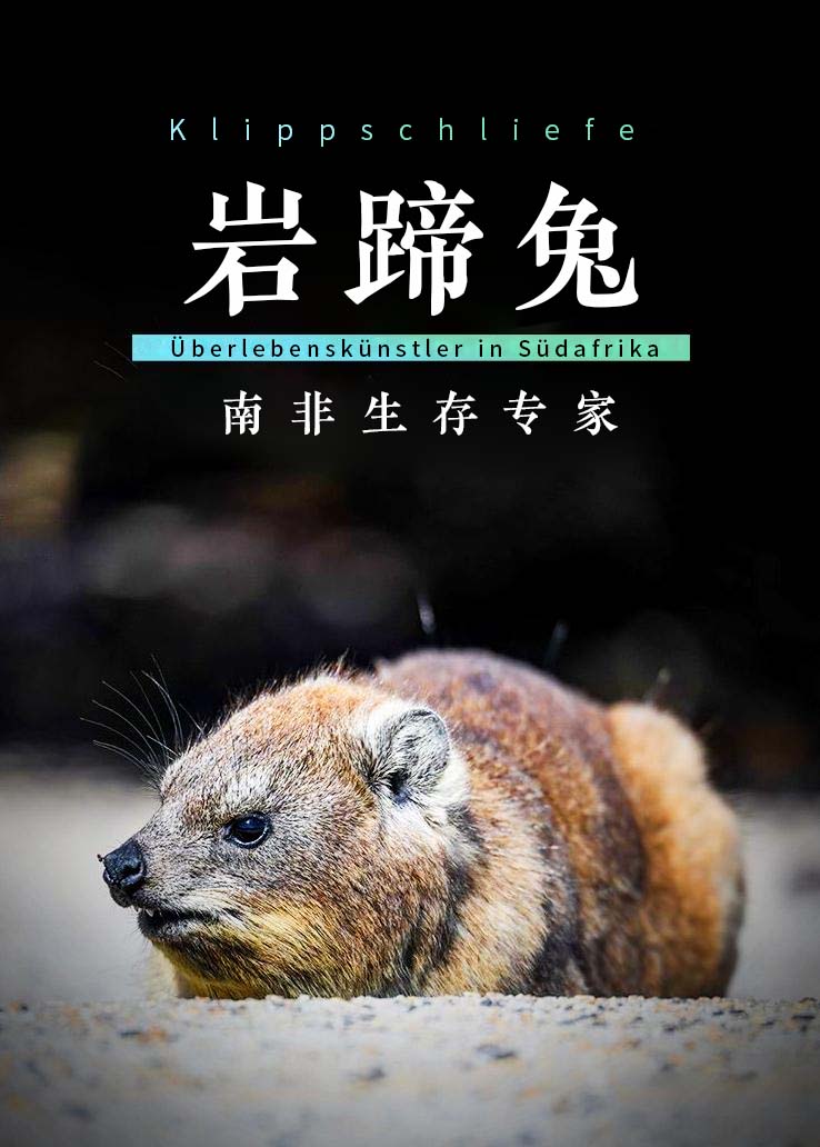 岩蹄兔-南非生存专家