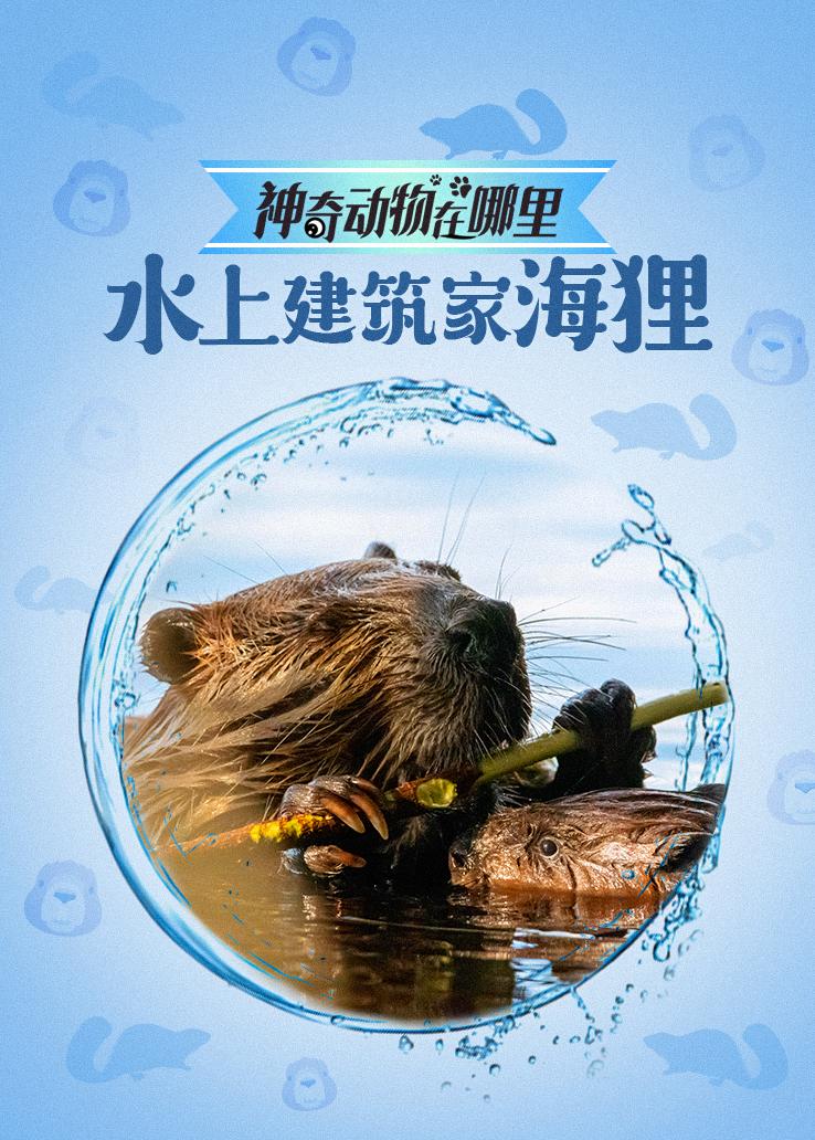 神奇动物在哪里 水上建筑家海狸