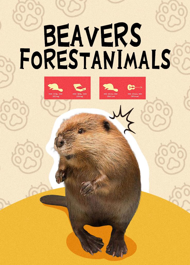 Beavers ForestAnimals