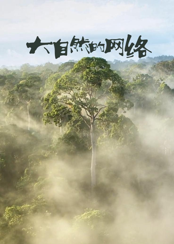 大自然的网络