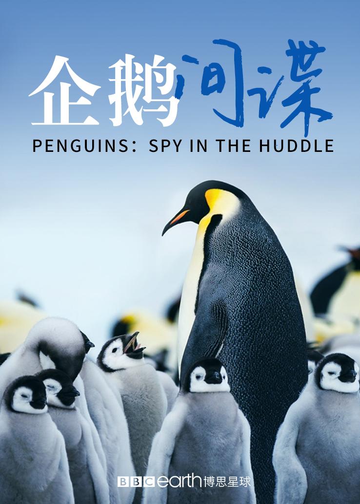 企鹅间谍