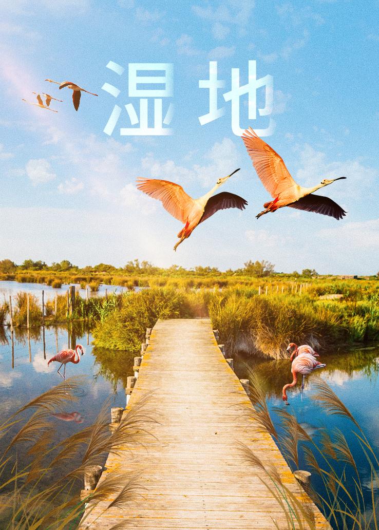 湿地