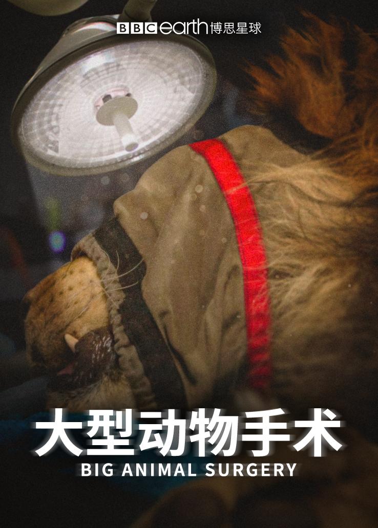 大型动物手术