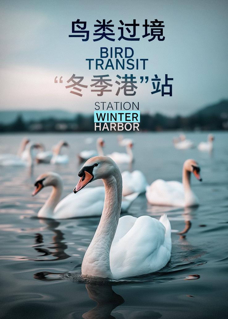 鸟类过境——“冬季港”站
