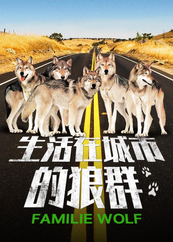 生活在城市的狼群