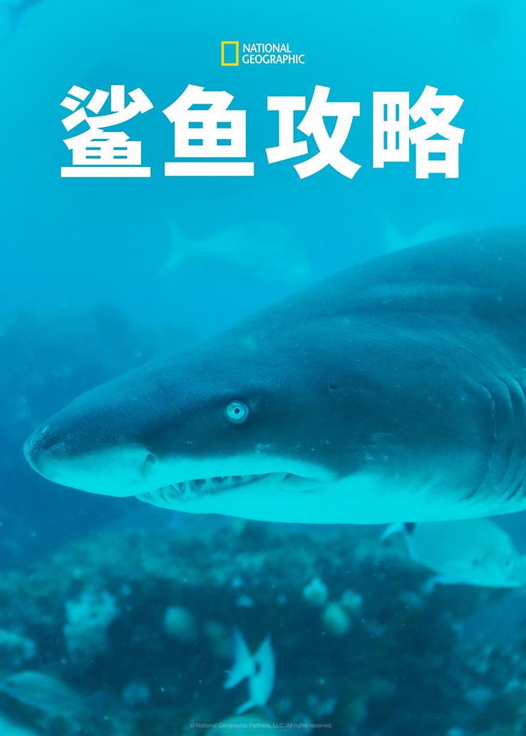 鲨鱼攻略