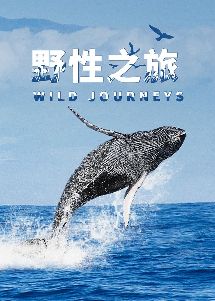 野性之旅