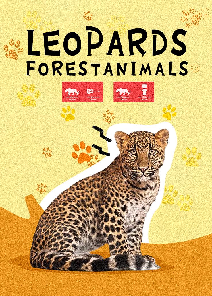 Leopards ForestAnimals