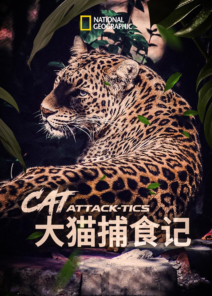 大猫捕食记