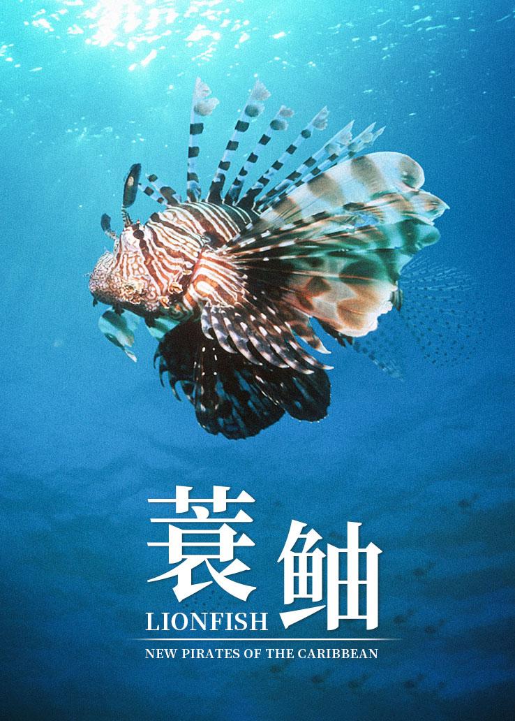 蓑鲉