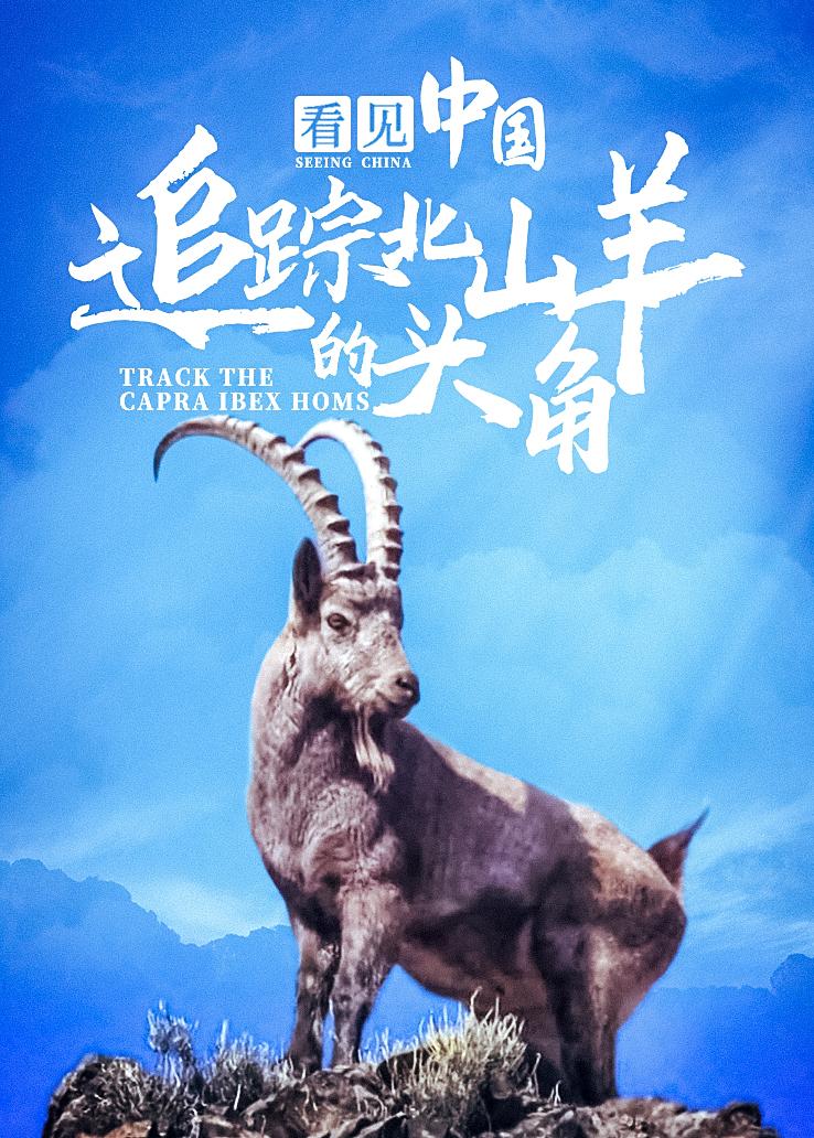 看见中国：追踪北山羊的头角