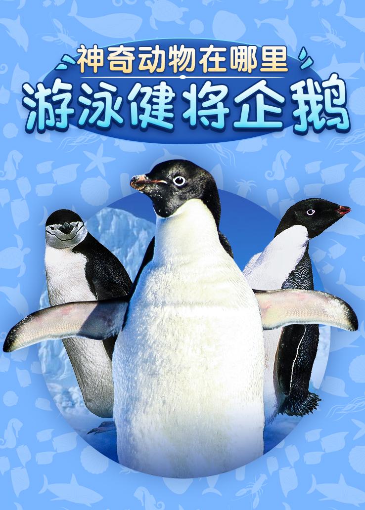 神奇动物在哪里 游泳健将企鹅