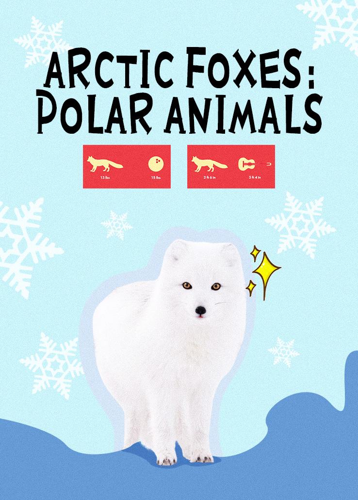 Arctic Foxes：Polar Animals