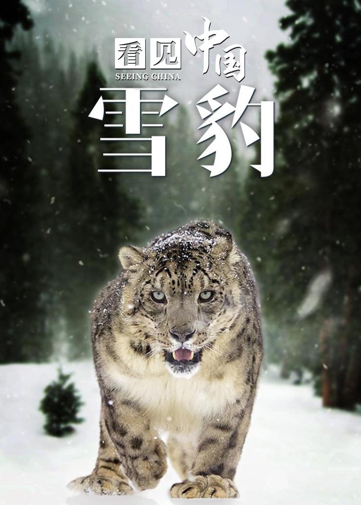 看见中国：雪豹