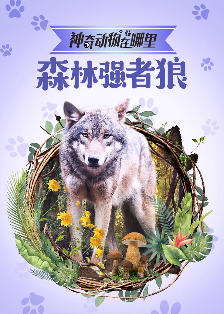 神奇动物在哪里 森林强者狼