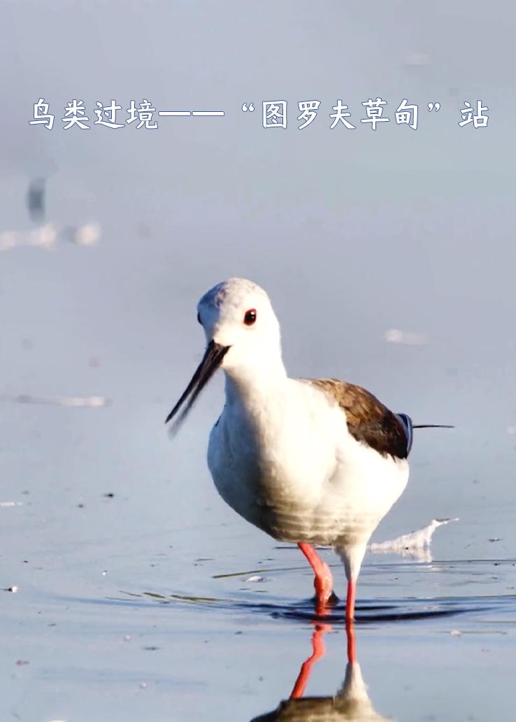 鸟类过境：“图罗夫草甸”站