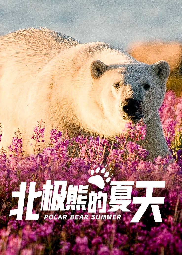 北极熊的夏天