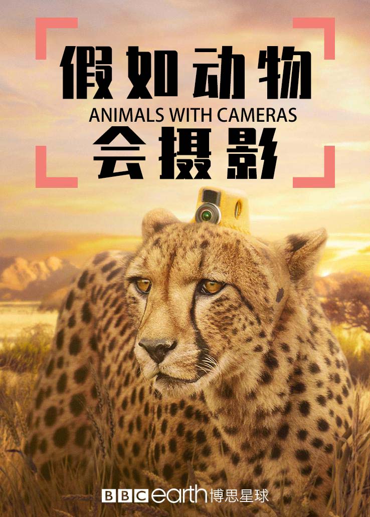 假如动物会摄影